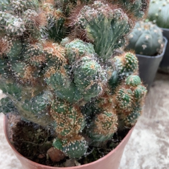 彩善意仙人球仙人球