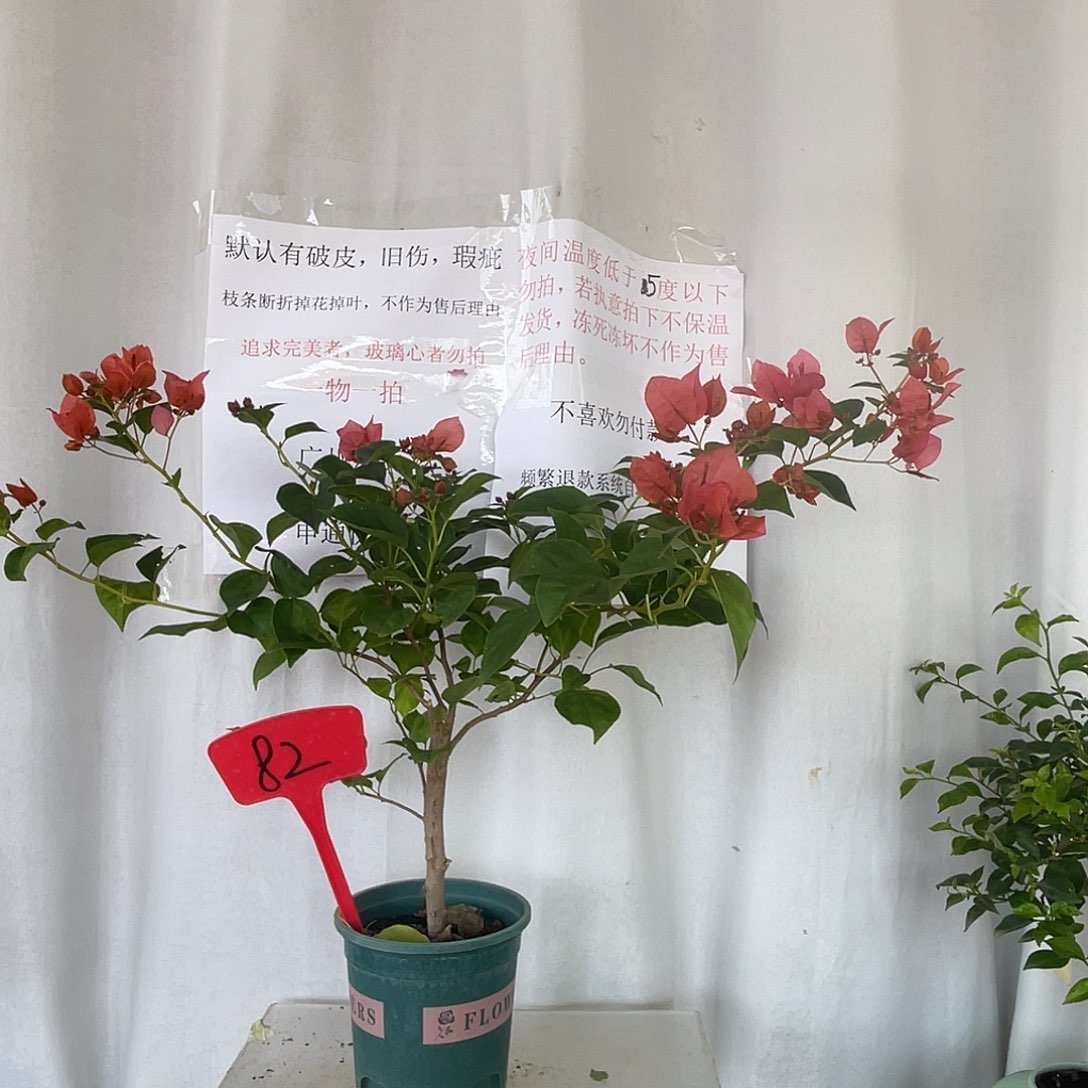 当前无花栽培后可以开花82暗斑夕阳红扦插苗