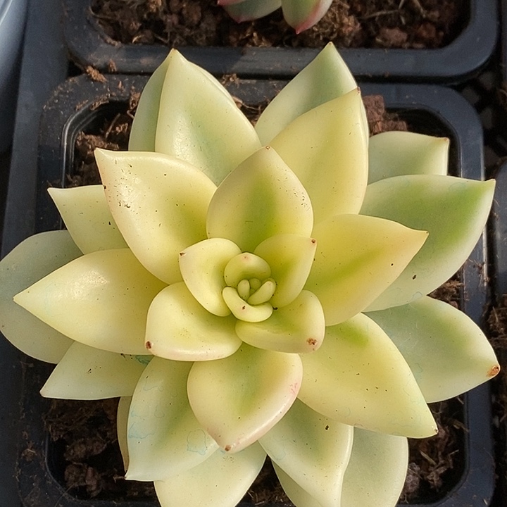 宽锦边祝之松锦多肉植物