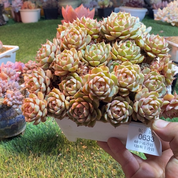 0633啊啊啊啊啊啊啊啊啊啊