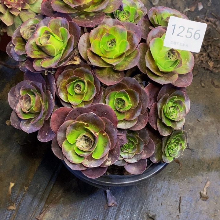 魅金多肉断头不包1256