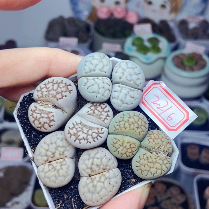 樱桃爱妃们的美肉