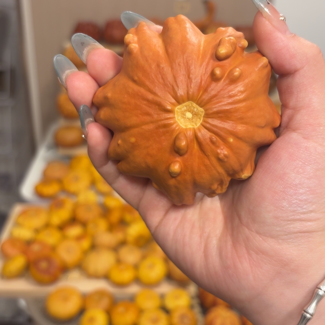 墨西哥葫芦红色花饼