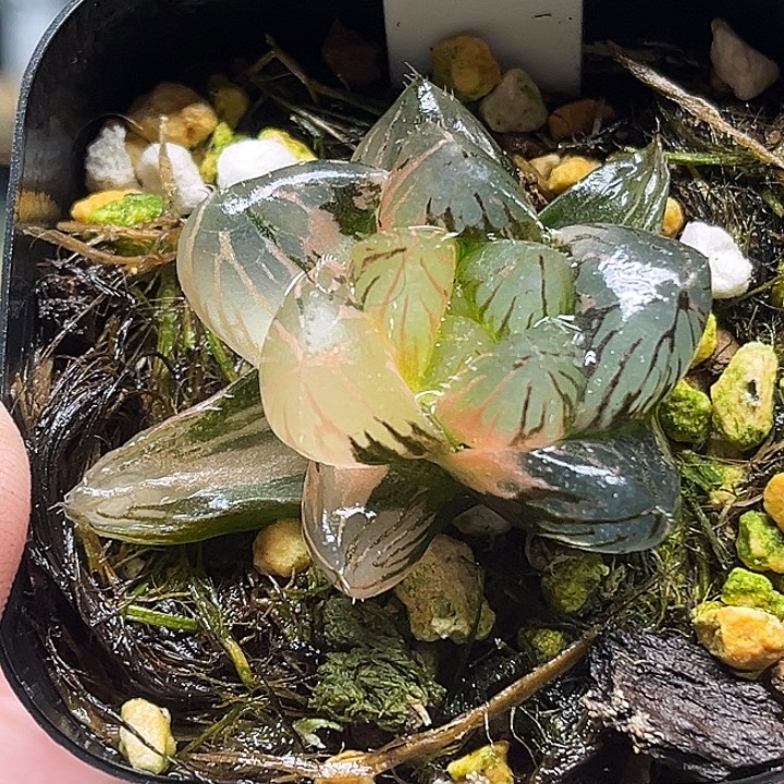 257大窗OM玉露锦头家多肉十二卷