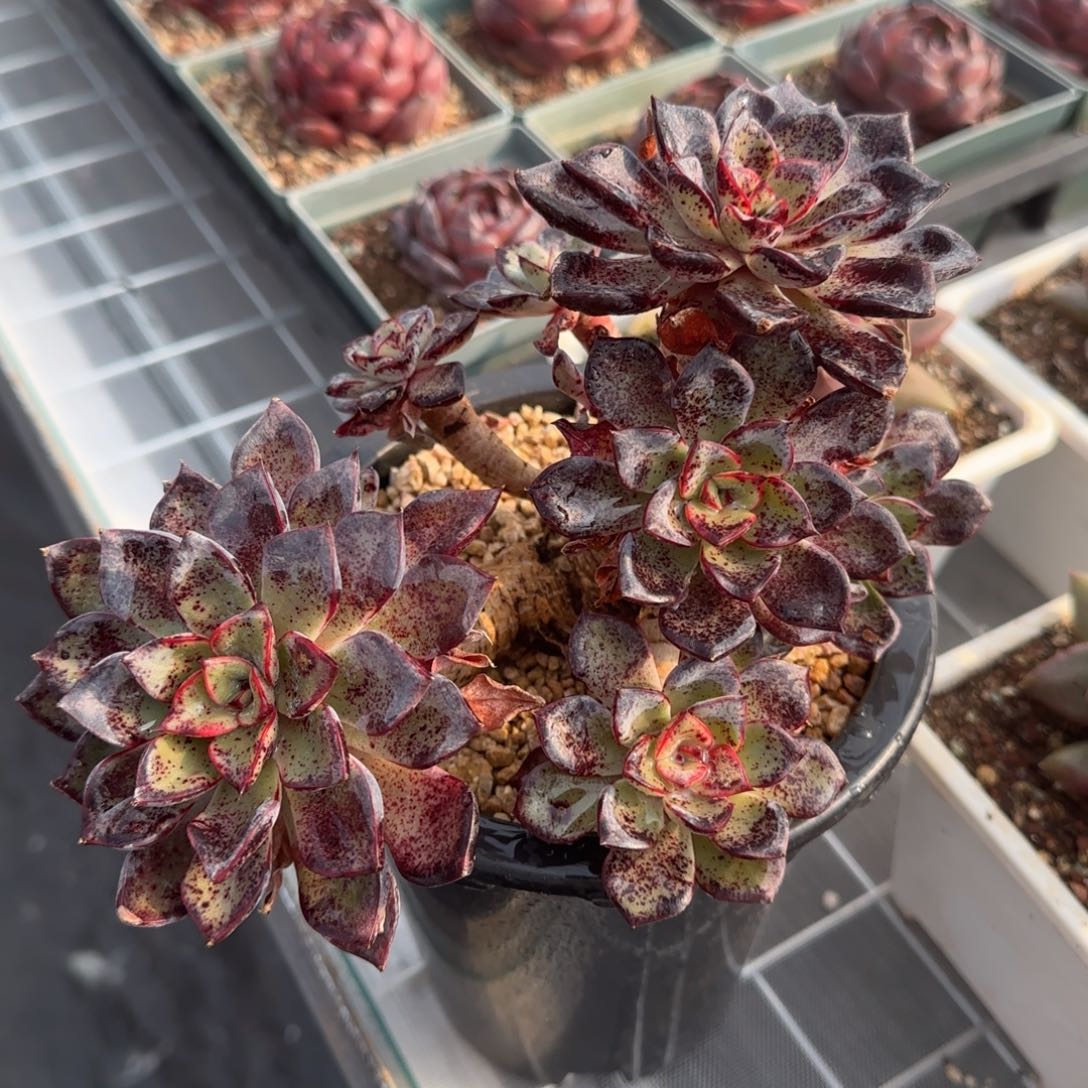 从前慢花园精选多肉里加