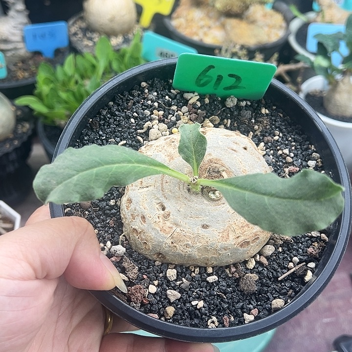 龙卵窟产地多肉植物