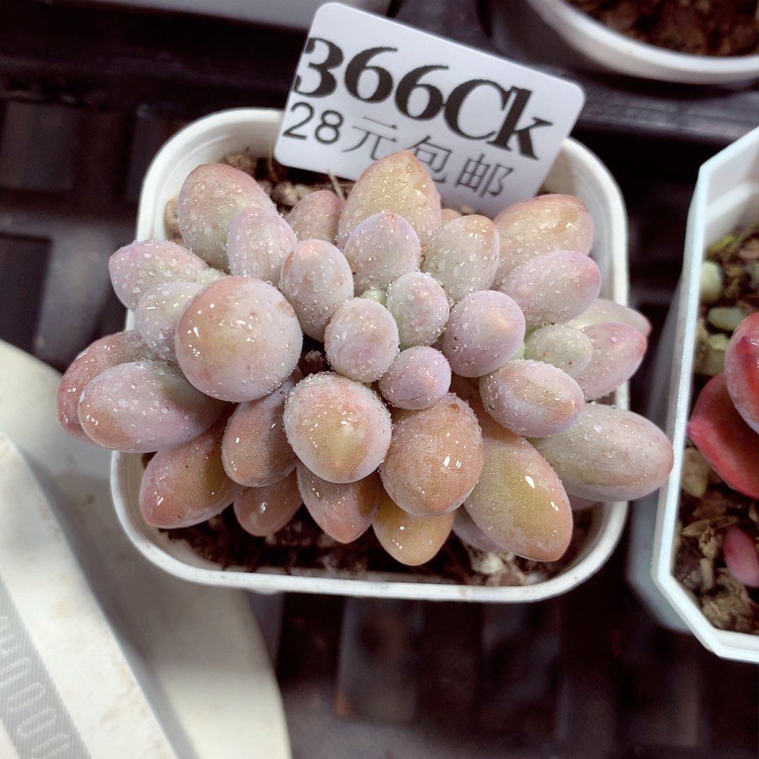 5厘米盆精控多肉366