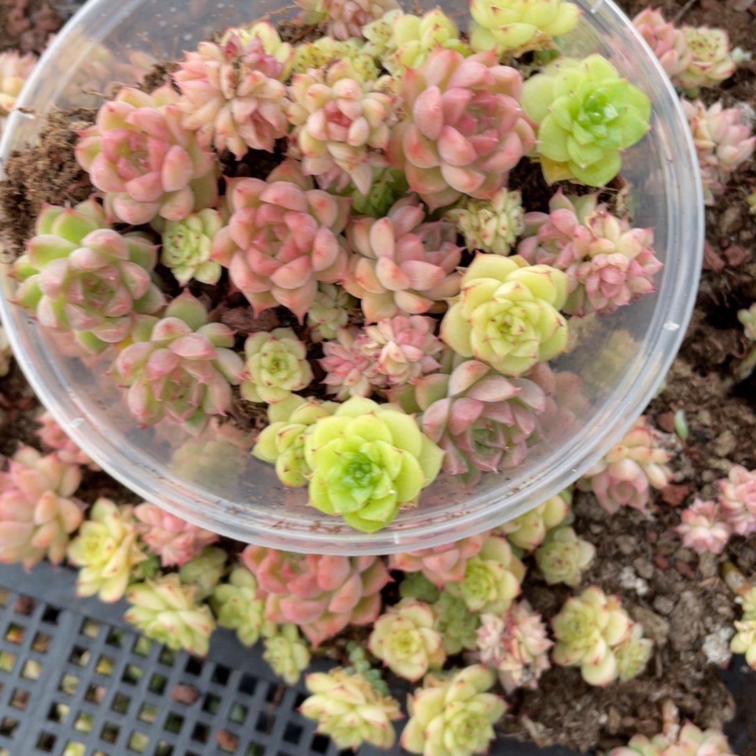 麦秆量拍一份一盒070