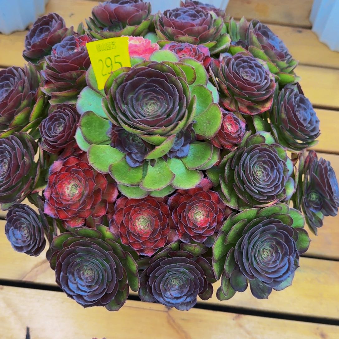 李***）295号多肉植物海王七彩