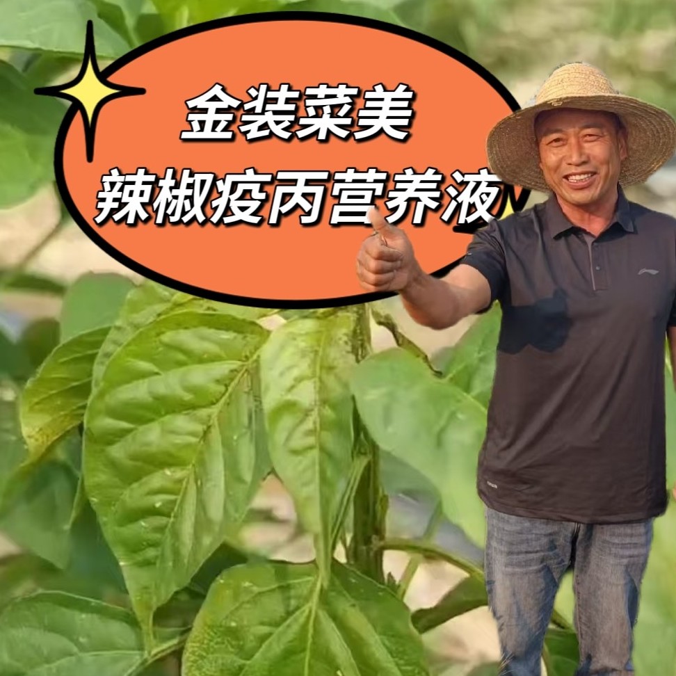 金装菜美辣椒疫丙灰霉菌核营养液鄢陵粮鑫农业