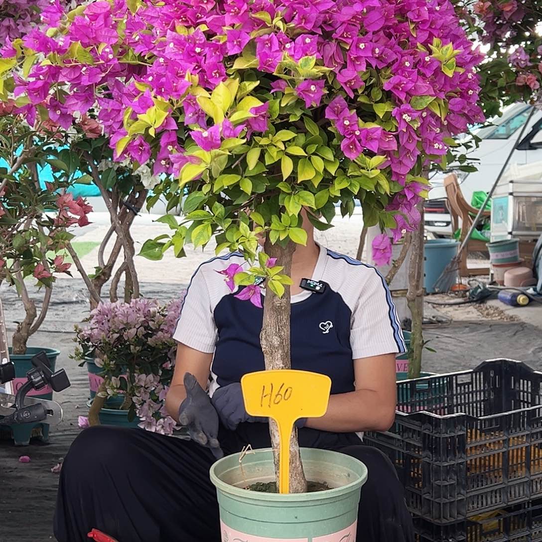 追***梦大部分花苞少量开放H60金钱豹，嫁接