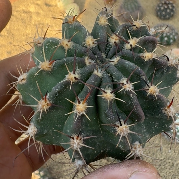 魔蝎丸有根66666666