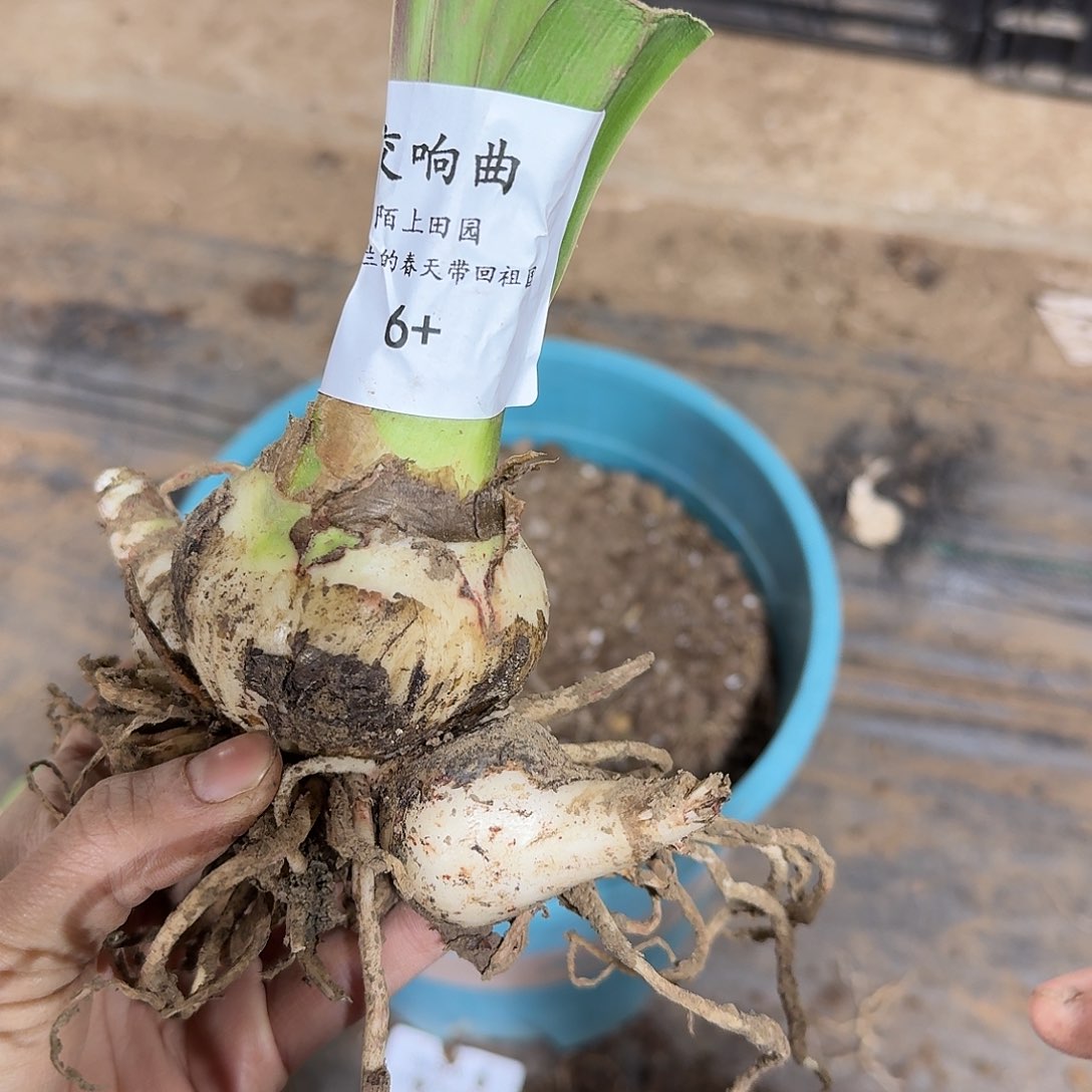 交响曲6+带侧fa fa fa