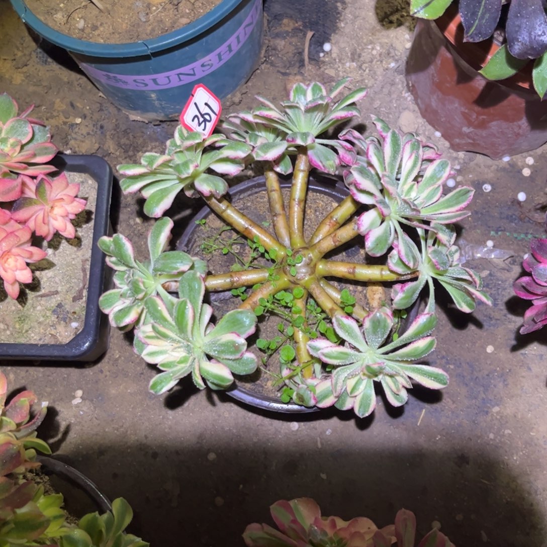 361多肉植物V锦锦