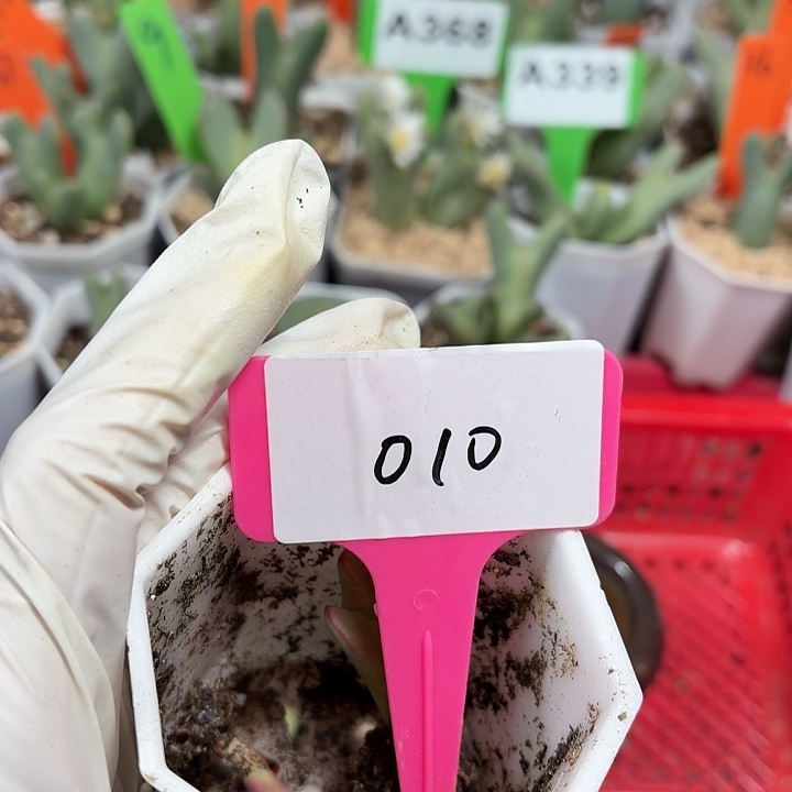 小***猫010nnnnnnnjjjjjjjjjjj