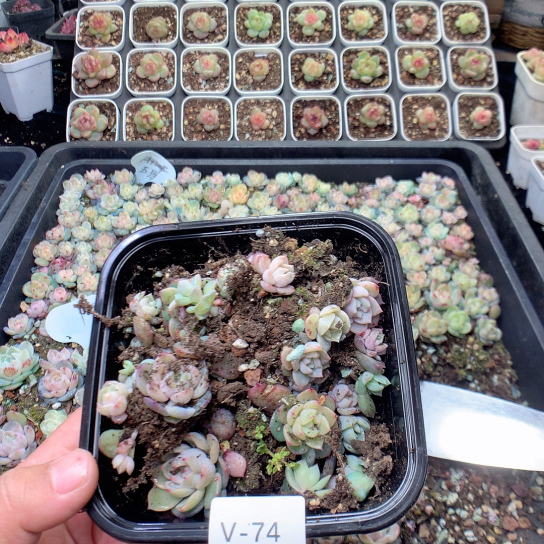 无花朵V74云岚英语