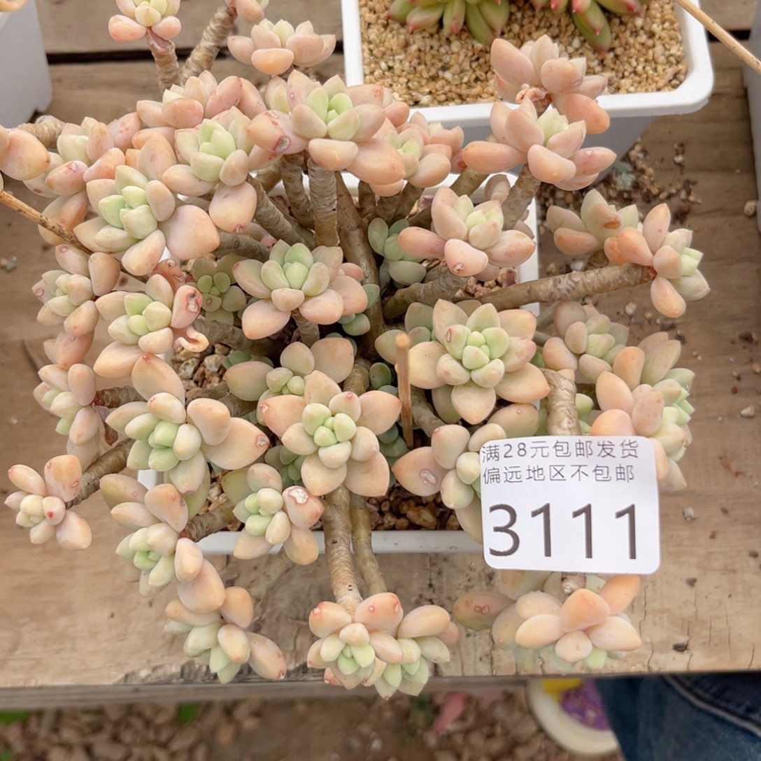 大3111（d h c nv m m