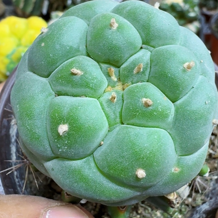 福利苗接佛头132