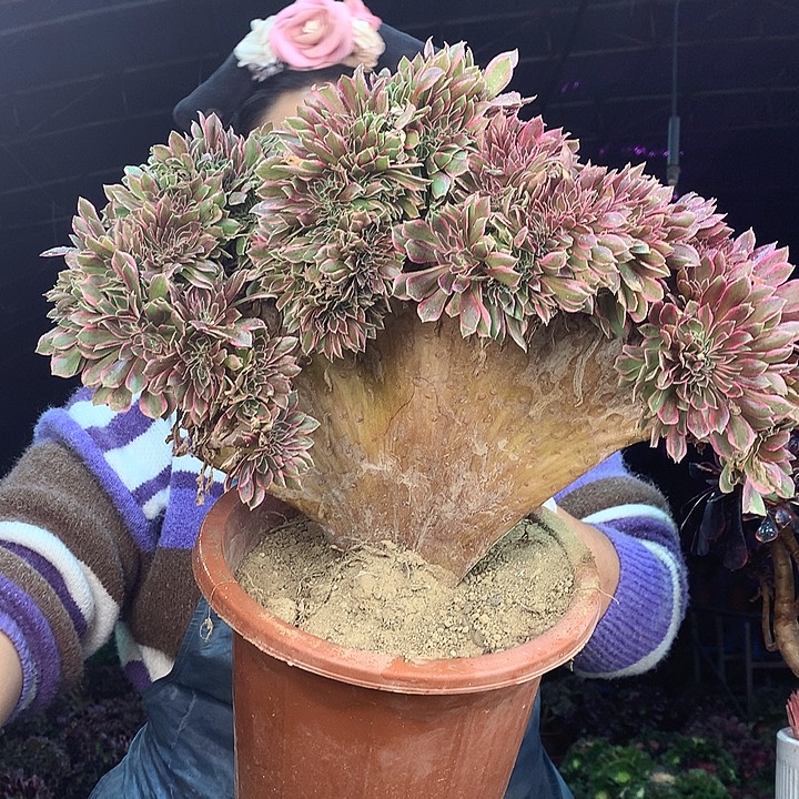 柒柒精品多肉脱土发货不包断侧枝S959