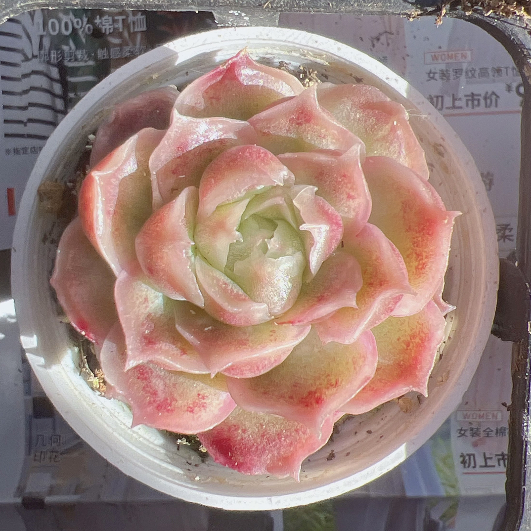 单头虾饺50#带盆土发货