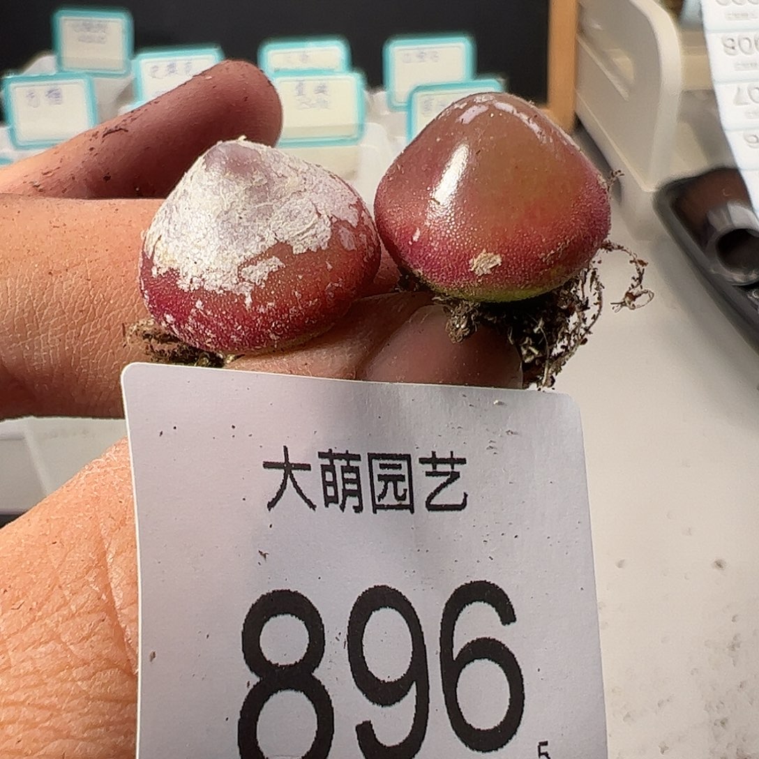 0000896 一物一拍……