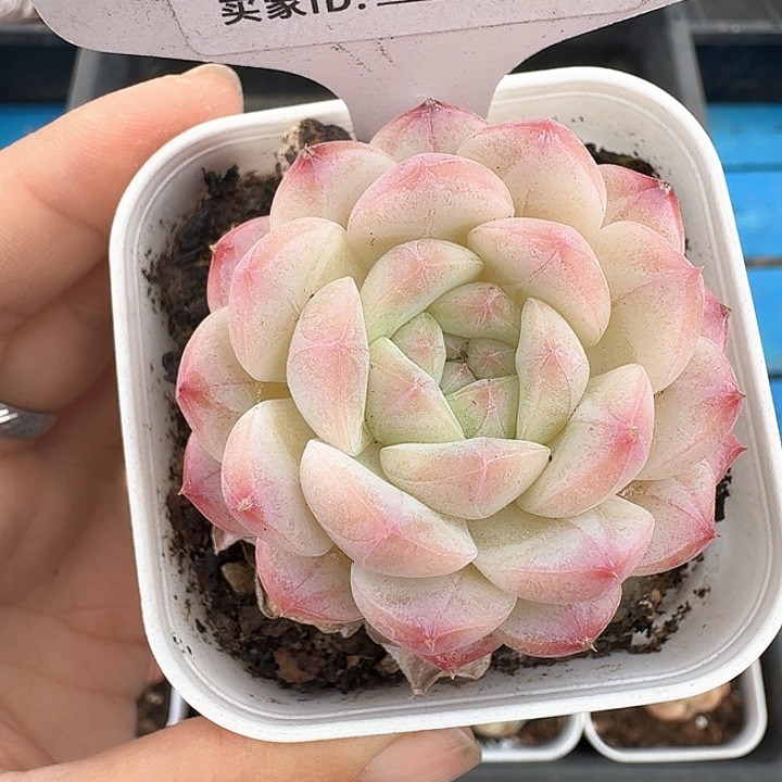 樱花多肉植物363