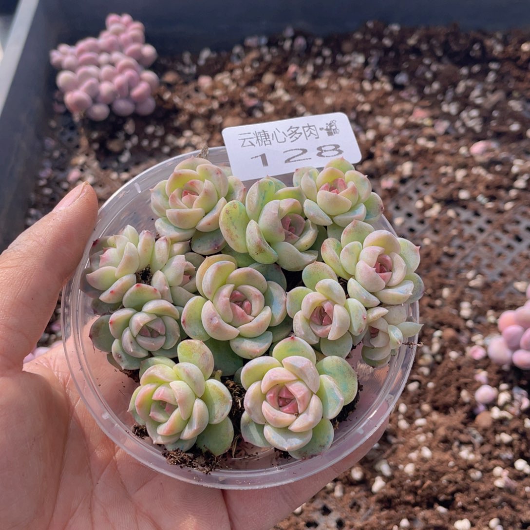 云糖心多肉植物128
