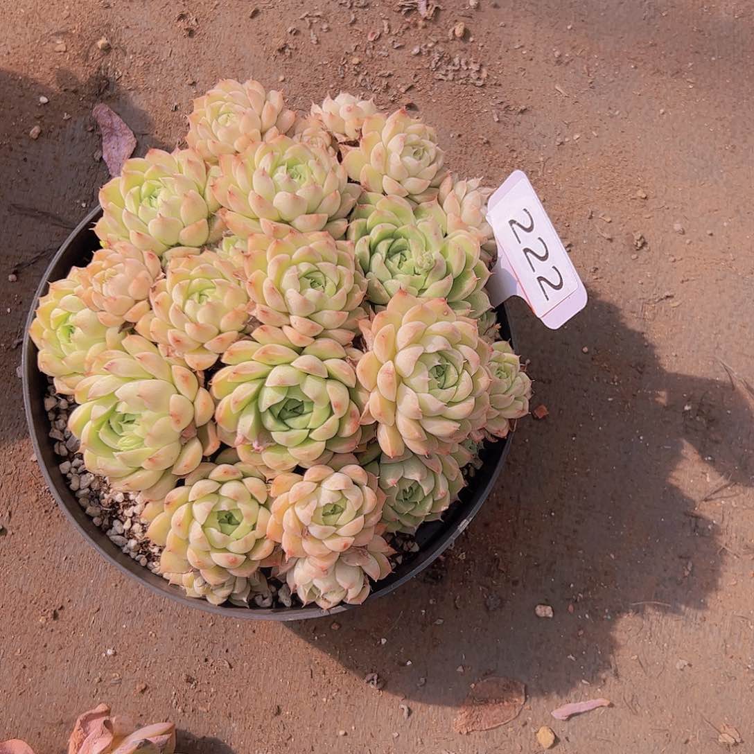 光****狂222月影手捧20不售后