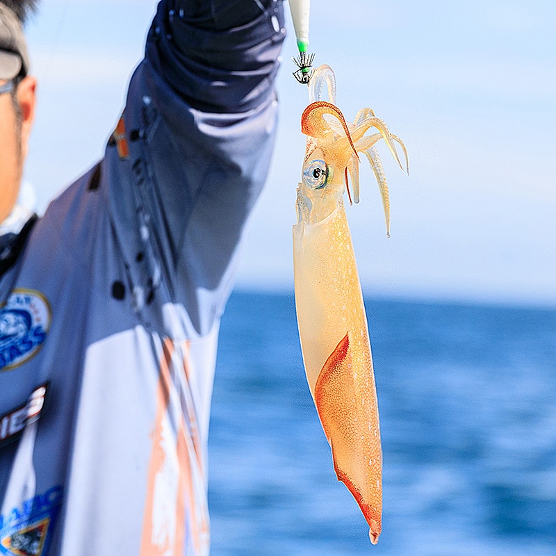 东山岛手钓大管鱿鱼鲜活速冻商用火箭鱿枪鱿刺身料理专用餐饮用