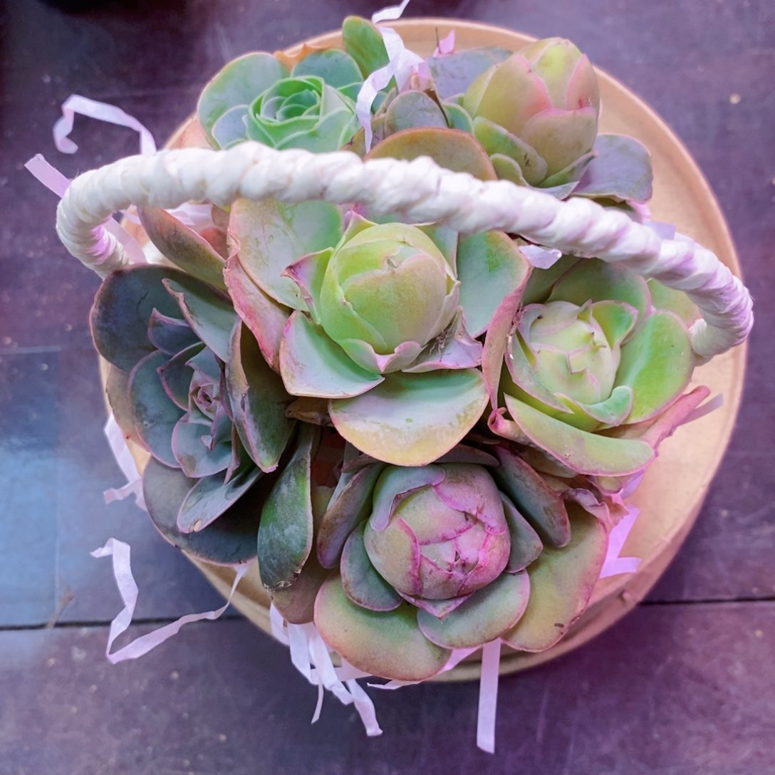 山地玫瑰花篮开播福利一物一拍698