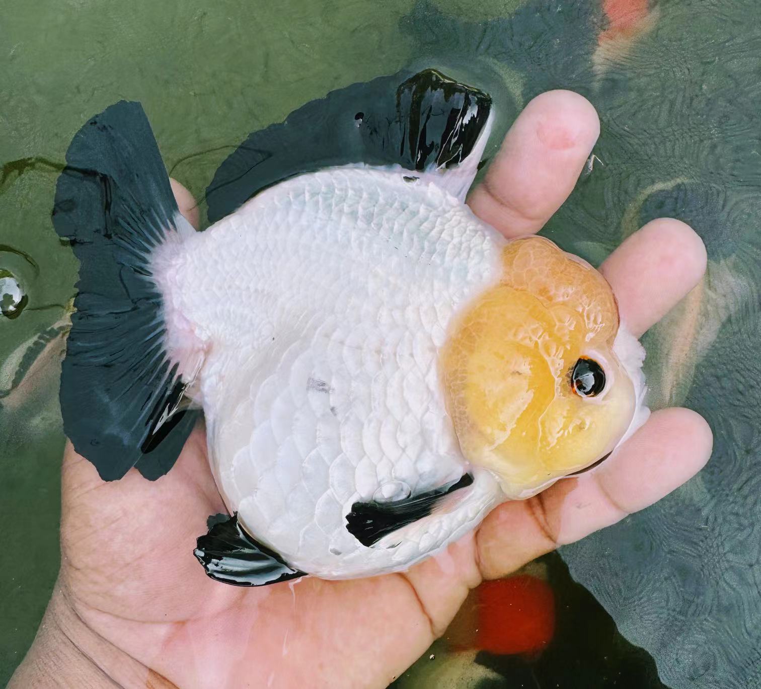 精品原泰金鱼7.5-30