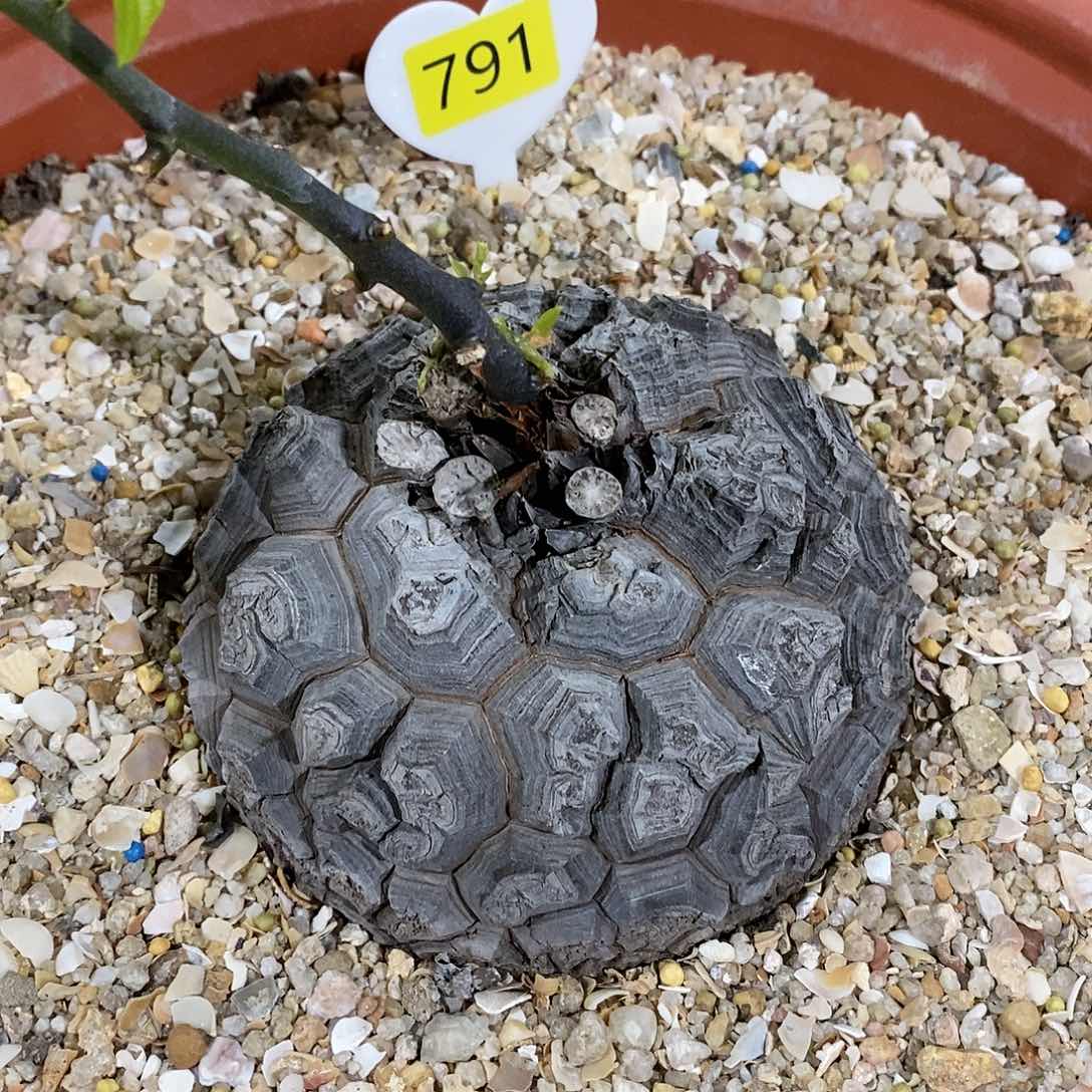 南非龟甲龙龟甲龙