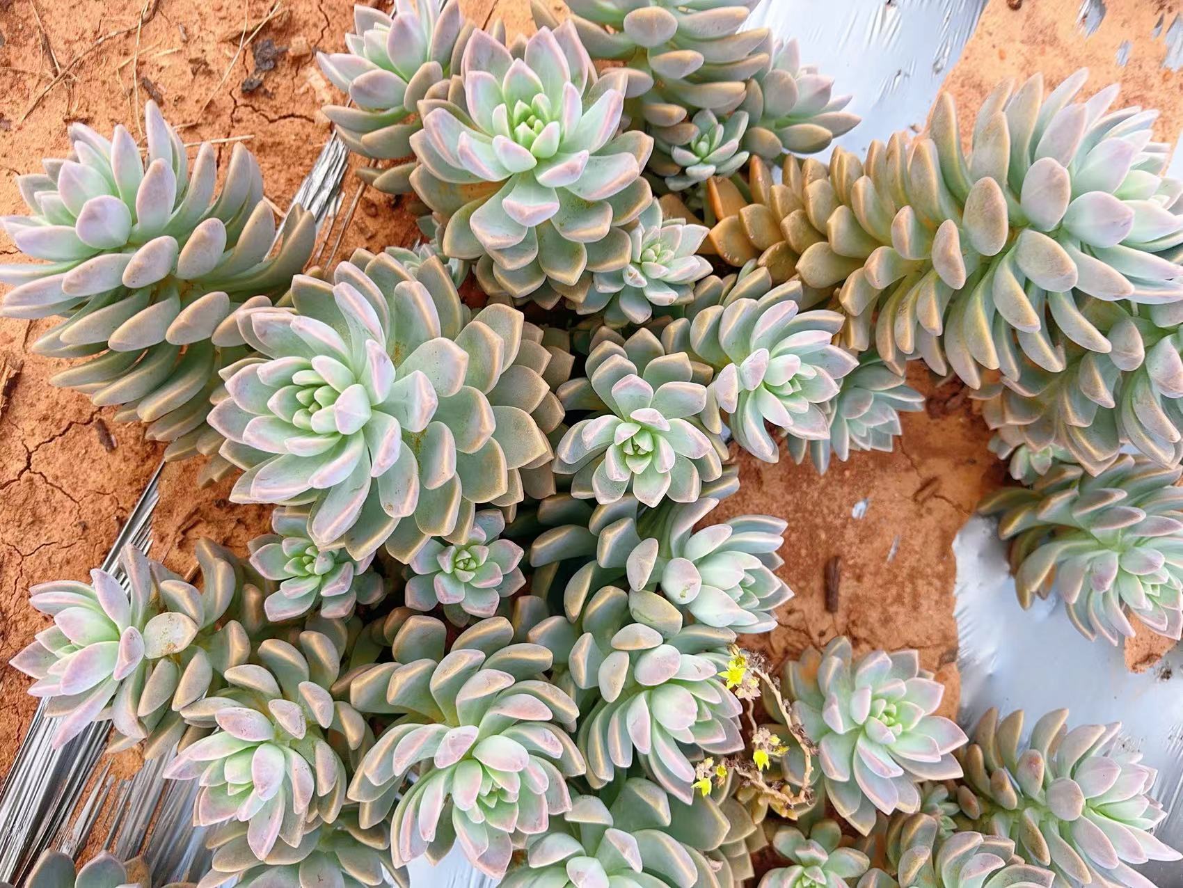 地栽淡雪满满一箱 清货断枝断头不售后