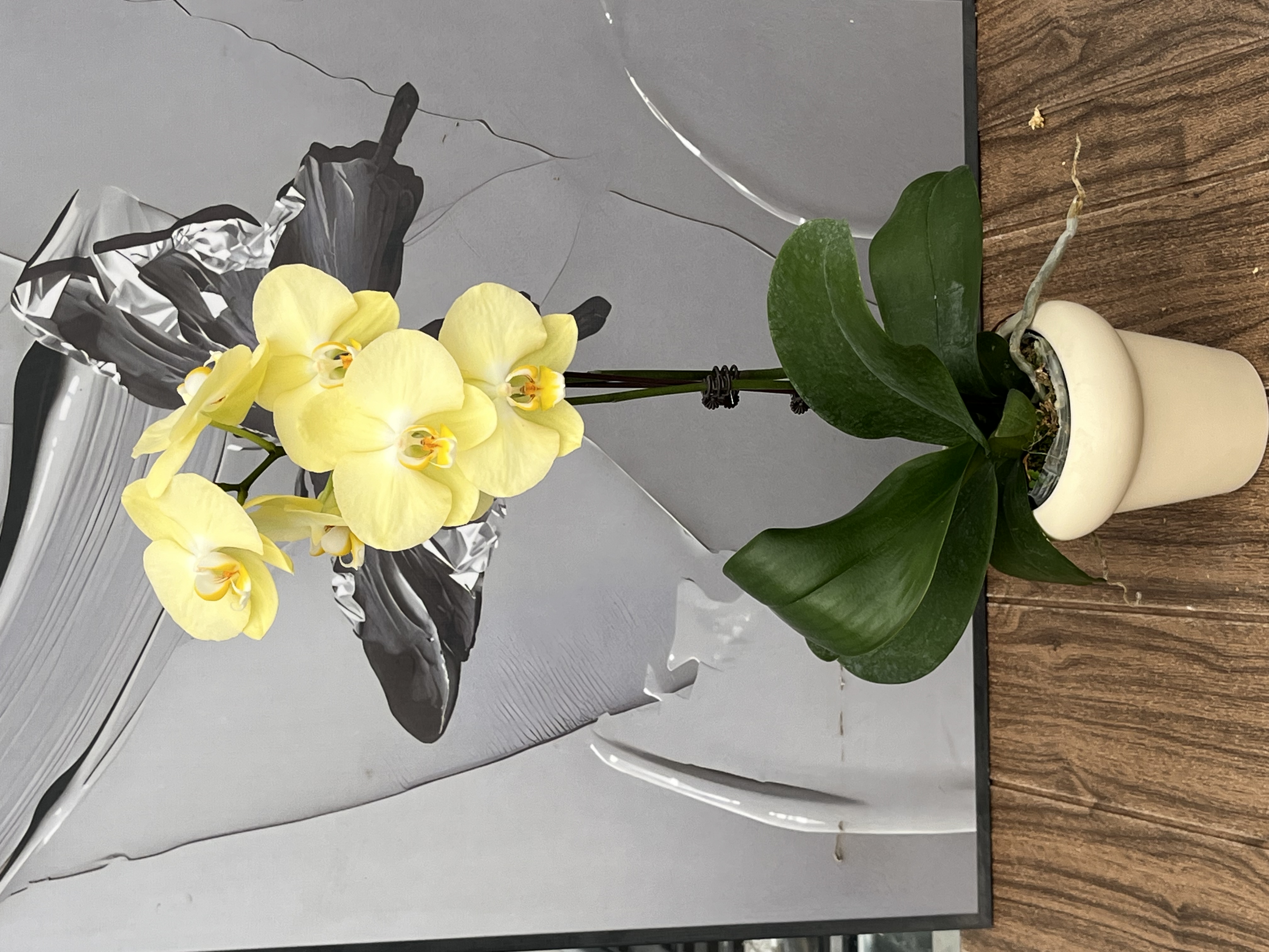 花无缺 青睐 精品蝴蝶兰 室内精品观赏 真花