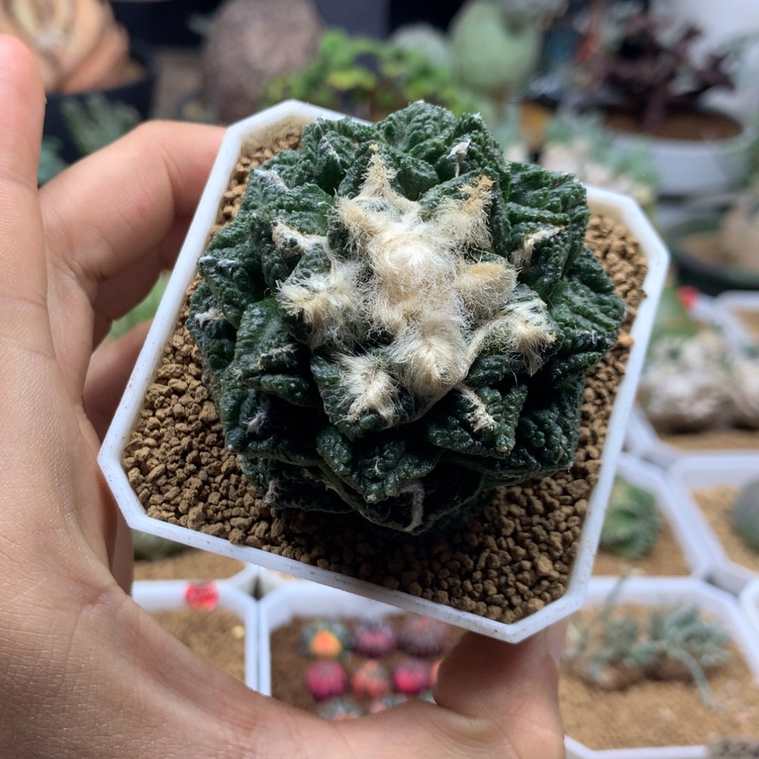 自根辛顿牡丹带盆多肉