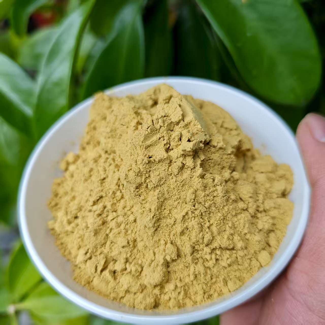 1【缅-金-粉】净含量：20g-200g【阿忠现收现卖】菌