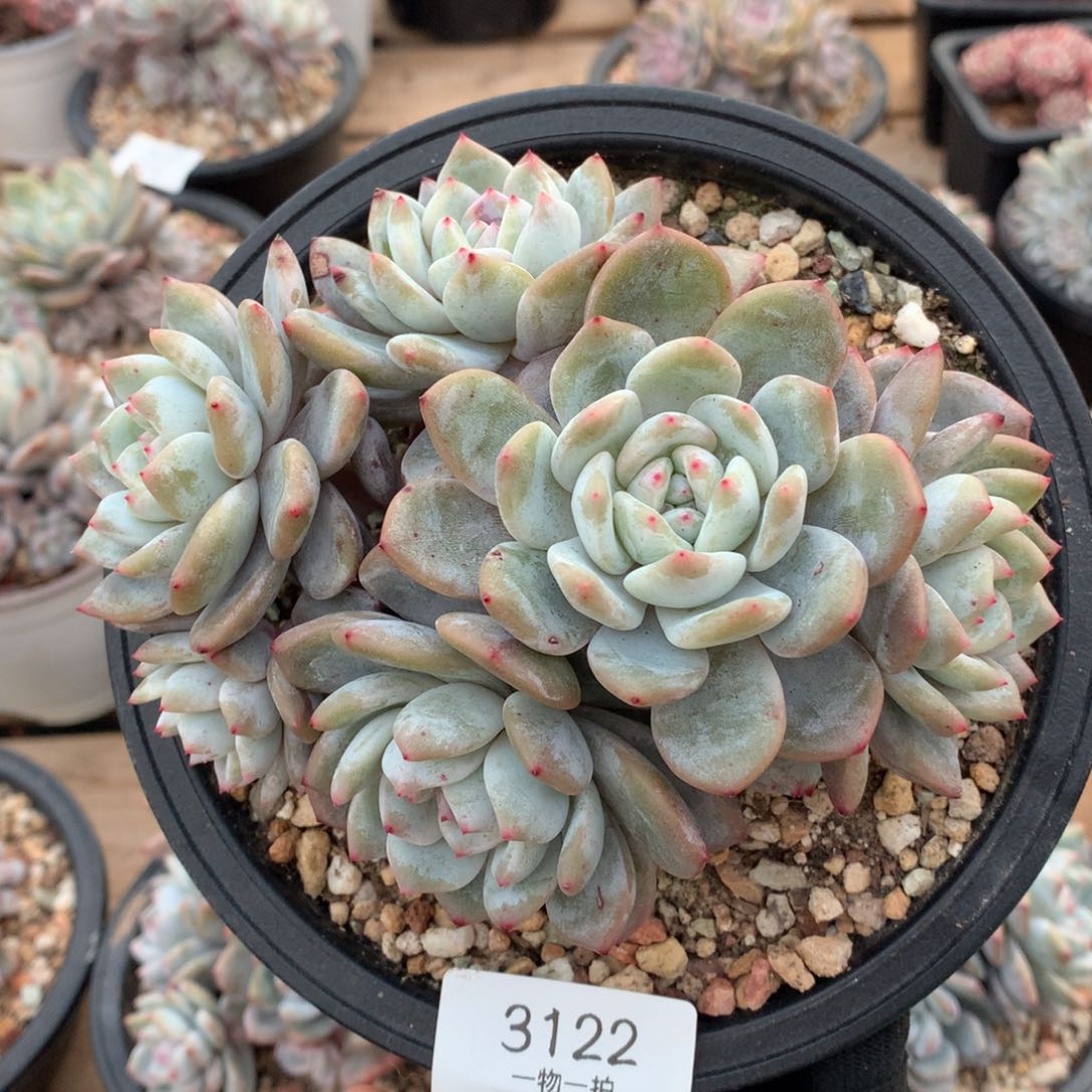 14厘米七头石榴籽有砍3122