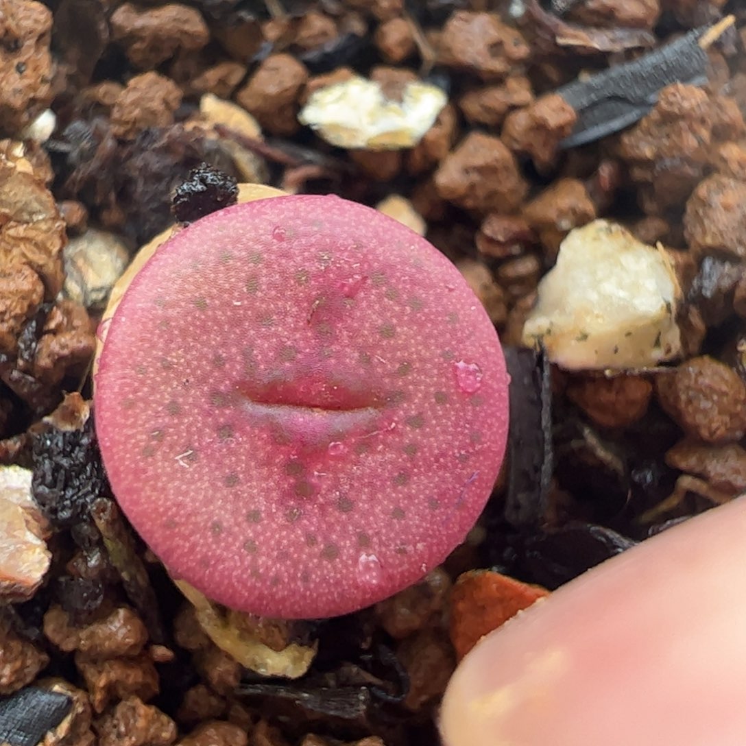 金币纽扣多肉植物百科