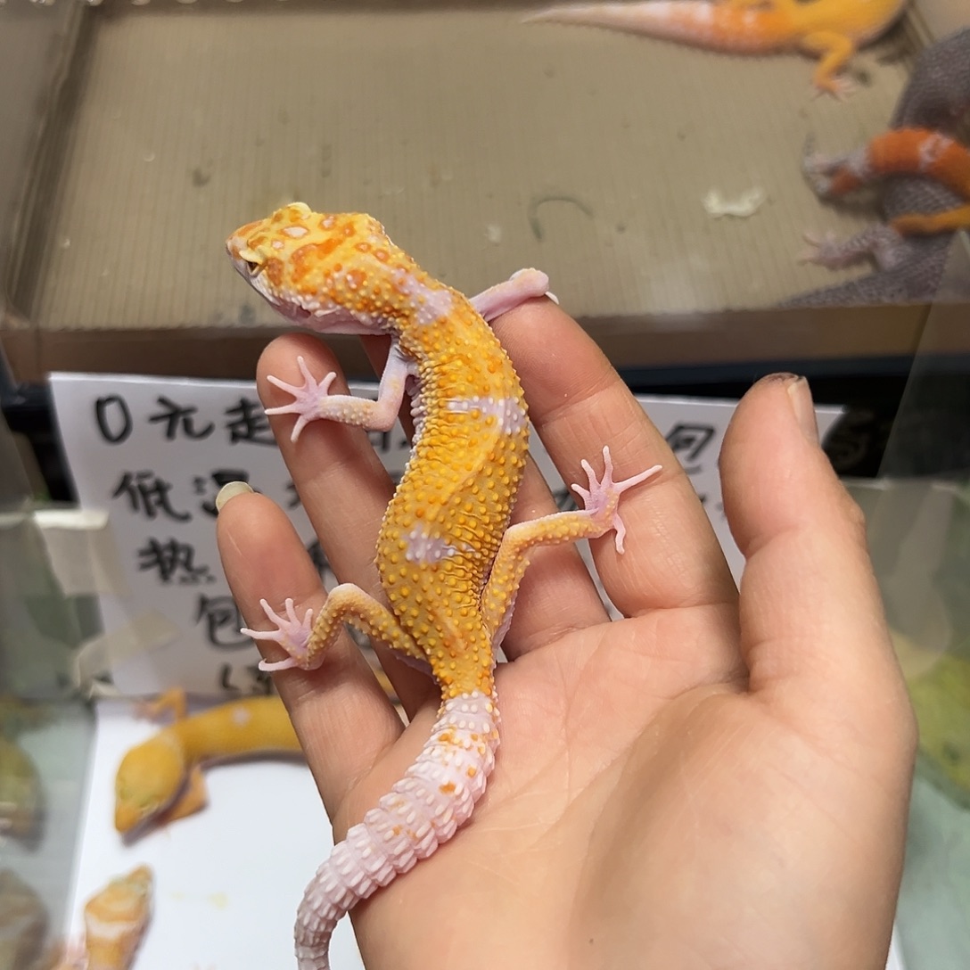 豹纹守宫包邮送个体