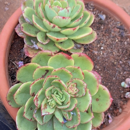 多肉植物。。。。。。。。。。。。。。。。，，