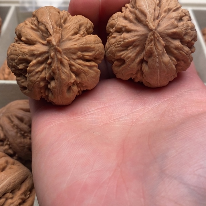 游***吟霸王龙全品无修一刀没动