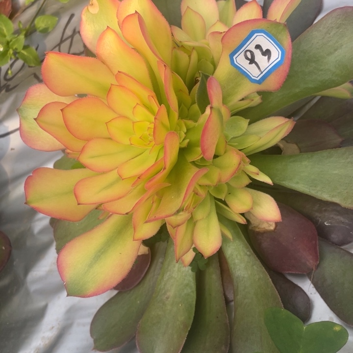 93全锦法师锦锦锦锦