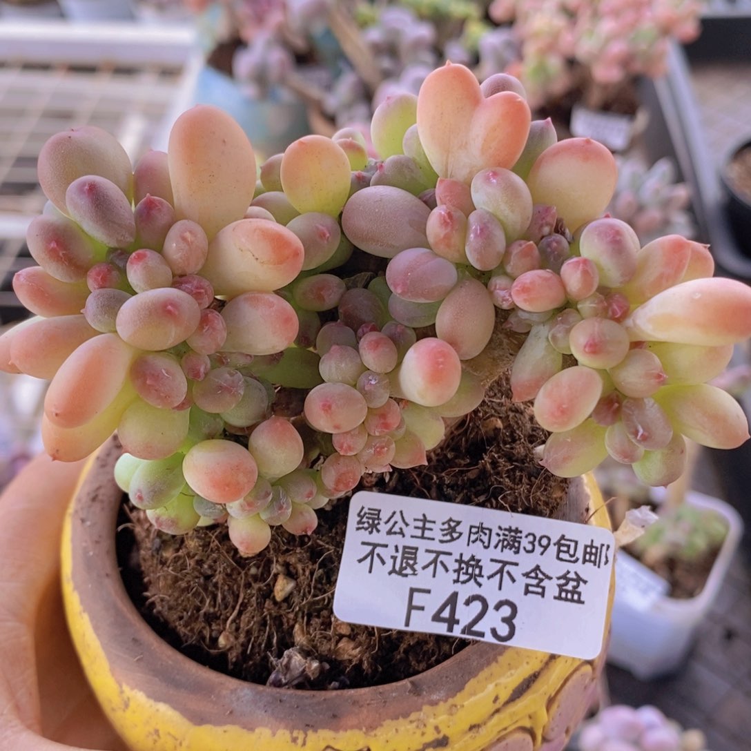 苹果奶缀化9cm423多肉植物