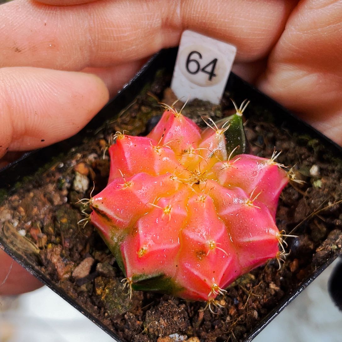 非偏远地区满25包邮仙人球