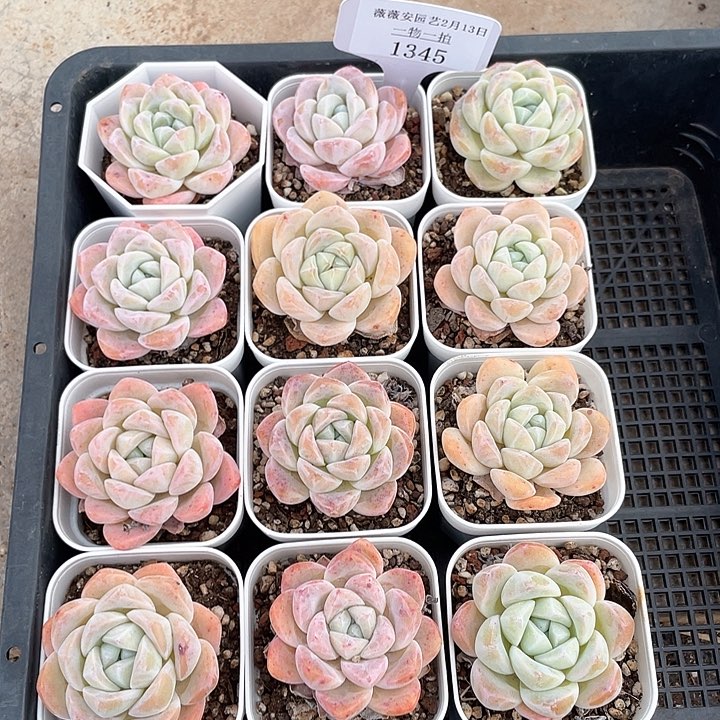 薇薇安园艺多肉1345