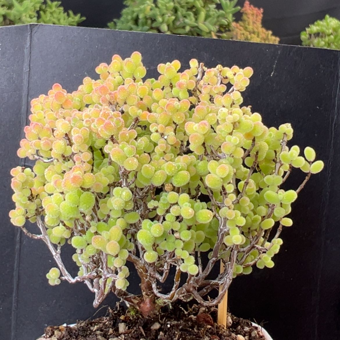 【闪购商品】精控dy2452蜜橘糖球老桩