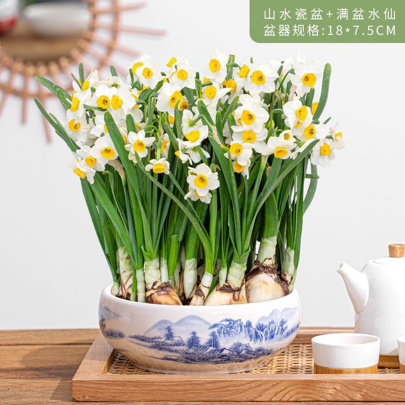 漳州正宗水仙花室内水培盆栽年宵花冬季耐寒凌波仙子【山水青花瓷】