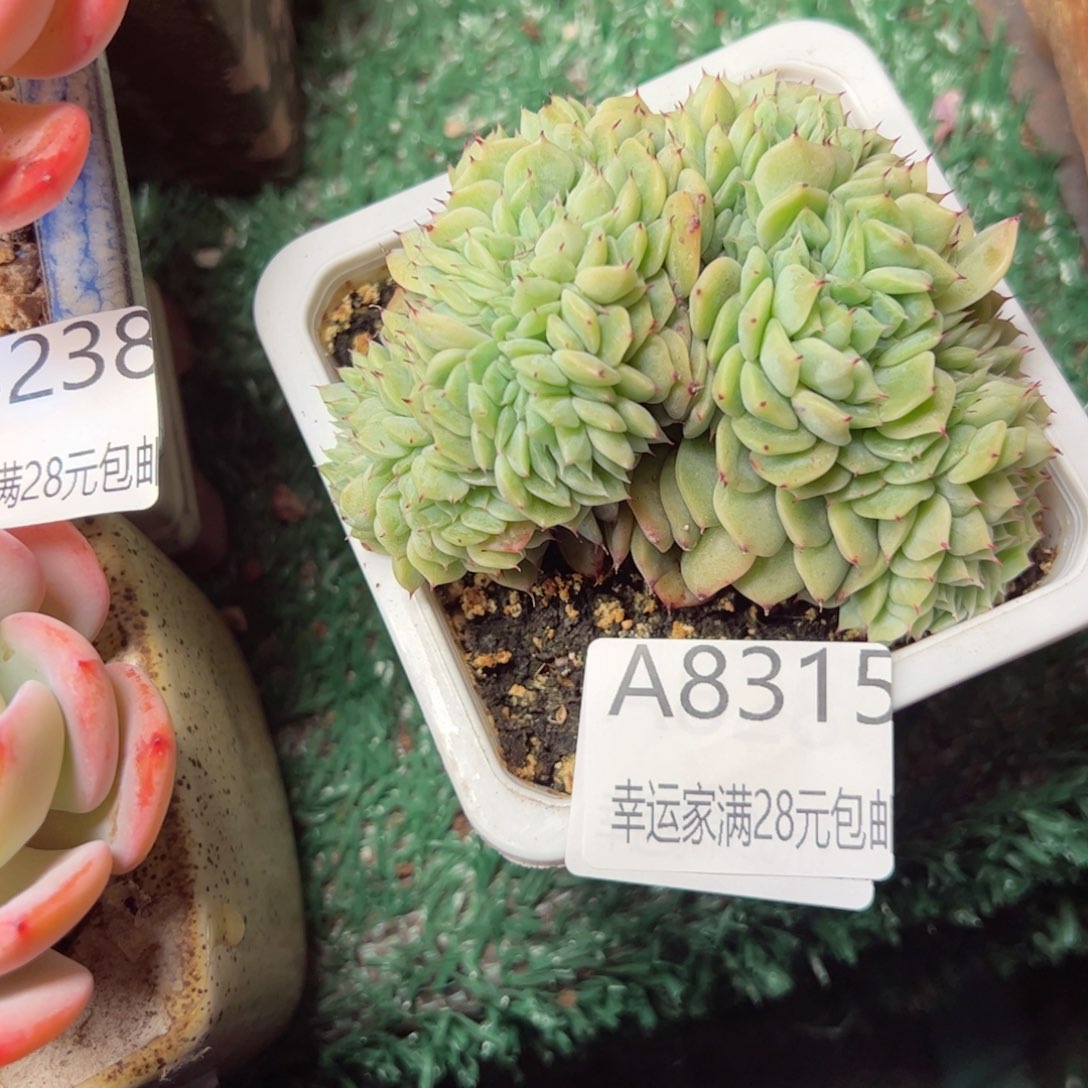 幸运的是我的朋友是