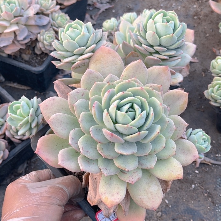 小****～恋曲一颗140盆