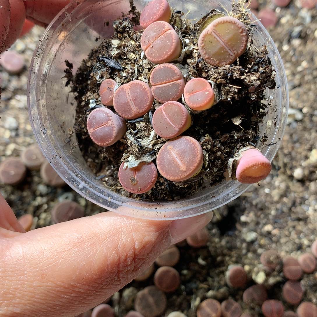 5****.E107多肉植物保护